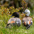 Paradise Shelduck (Tadorna variegata)