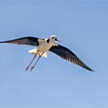 Pied Stilt (Himantopus leucocephalus)