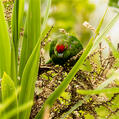 Red-crowned Parakeet (Cyanoramphus novaezelandiae)