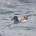 Salvin's Albatross (Thalassarche salvini)