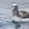 Salvin's Albatross (Thalassarche salvini)