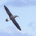 Salvin's Albatross (Thalassarche salvini)