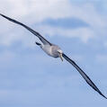 Salvin's Albatross (Thalassarche salvini)