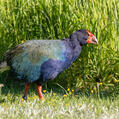 South Island Takahe (Porphyrio hochstetteri)