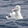Southern Royal Albatross (Diomedea epomophora)