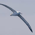 Southern Royal Albatross (Diomedea epomophora)