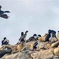 Stewart Island Shag (Leucocarbo chalconotus)