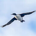 Stewart Island Shag (Leucocarbo chalconotus)