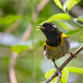 Stitchbird (Notiomystis cincta)