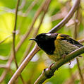 Stitchbird (Notiomystis cincta)