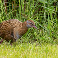 Weka (Gallirallus australis)