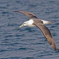 Shy Albatross (Thalassarche cauta)