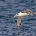 Shy Albatross (Thalassarche cauta)