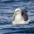 Shy Albatross (Thalassarche cauta)
