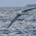 Shy Albatross (Thalassarche cauta)