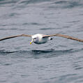 Shy Albatross (Thalassarche cauta)