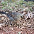 Apostlebird (Struthidea cinerea)