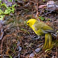 Yellowhead (Mohoua ochrocephala)