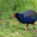 South Island Takahe (Porphyrio hochstetteri)