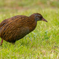 Weka (Gallirallus australis)