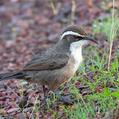 White-browed Babbler (Pomatostomus superciliosus)