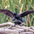 Little Black Cormorant (Phalacrocorax sulcirostris)