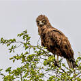 Brown Snake Eagle (Circaetus cinereus)