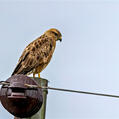 Common Buzzard (Buteo buteo)