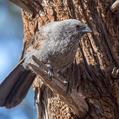 Apostlebird (Struthidea cinerea)