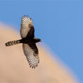 Gabar Goshawk (Micronisus gabar)