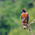 Jackal Buzzard (Buteo rufofuscus)