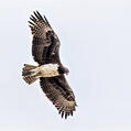 Martial Eagle (Polemaetus bellicosus)