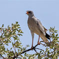Pale Chanting Goshawk (Melierax canorus)