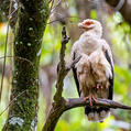 Palm-nut Vulture (Gypohierax angolensis)