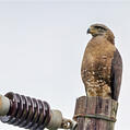 Southern Banded Snake Eagle (Circaetus fasciolatus)