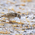 Pink-billed Lark (Spizocorys conirostris)