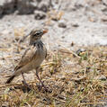 Pink-billed Lark (Spizocorys conirostris)