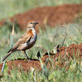 Red-capped Lark (Calandrella cinerea)