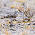 Red-capped Lark (Calandrella cinerea)