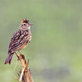 Rufous-naped Lark (Mirafra africana)