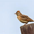 Rufous-naped Lark (Mirafra africana)