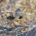 Sabota Lark (Calendulauda sabota)