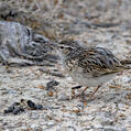 Sabota Lark (Calendulauda sabota)