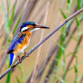 Malachite Kingfisher (Corythornis cristatus)