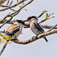 Striped Kingfisher (Halcyon chelicuti)