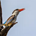 Striped Kingfisher (Halcyon chelicuti)