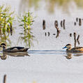 Hottentot Teal (Spatula hottentota)