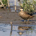 Hottentot Teal (Spatula hottentota)