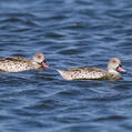 Cape Teal (Anas capensis)