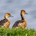 Fulvous Whistling Duck (Dendrocygna bicolor)